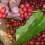Colombia: Nestlé invierte en grande en el sector cafetero nacional